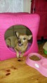 /album/fotos-tat-pet/img-20150903-wa0003-1-jpg/